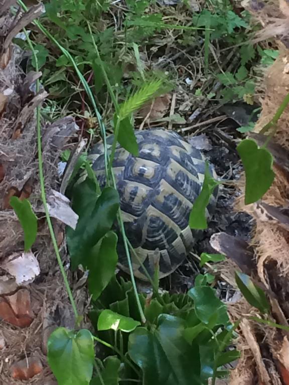 Villa Lou Gecko Hyères Dış mekan fotoğraf